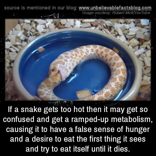 اضطراب أيض نظام الملالي في المرحلة الأخيرة نظرة عامة على الوضع المتدهور لنظام الملالي وموقف الشعب والمقاومة الإيرانية